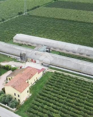 CAPANNONE A COLOGNOLA AI COLLI
