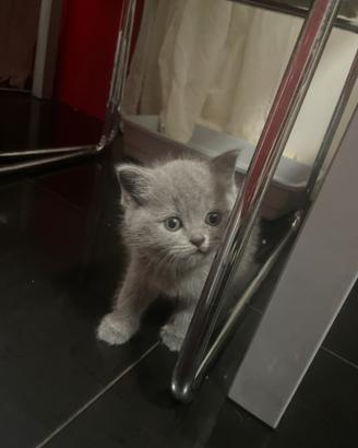 Gatti scotish sfold straight