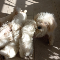 Cuccioli di maltese toy