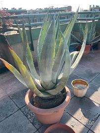 Piante Agave Grandi 5