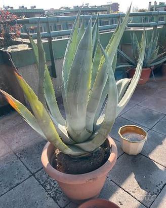 Piante Agave Grandi 5