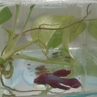 Betta splendens multicolor