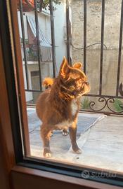 Chihuahua adulto