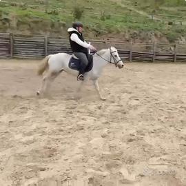 Pony maschio 1.40