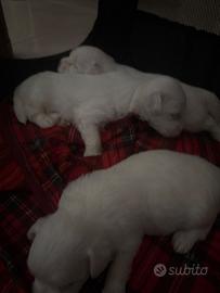 Cuccioli maltese Pelo bianco e razza nana