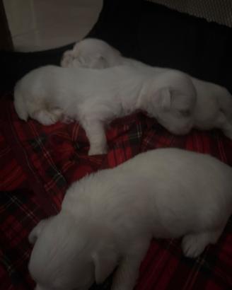 Cuccioli maltese Pelo bianco e razza nana