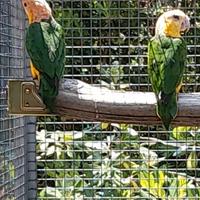 Coppia da riproduzione 2024 caicchi testa gialla