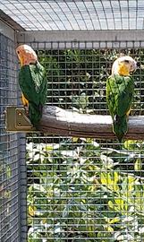 Coppia da riproduzione 2024 caicchi testa gialla