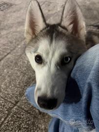 Husky
