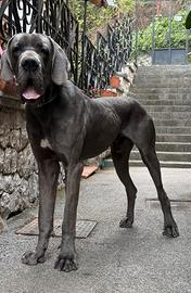 Cucciolone alano blu 16 mesi