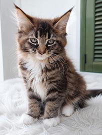 Cucciolo Maine Coon Maschio Futuro XXXL 2/5/26