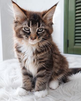 Cucciolo Maine Coon Maschio Futuro XXXL 2/5/26