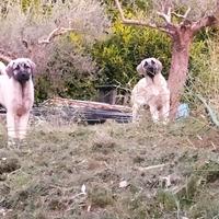 Cuccioli Kangal