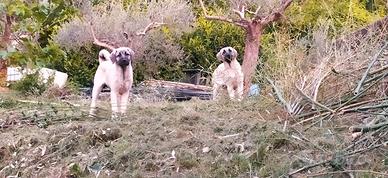 Cuccioli Kangal