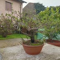 Prebonsai di olmo