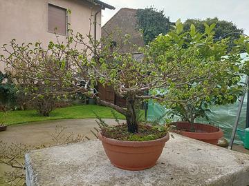 Prebonsai di olmo