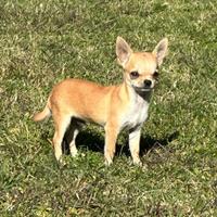 Chihuahua cuccioli