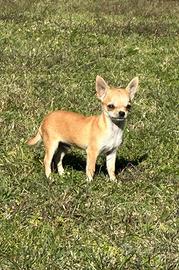 Chihuahua cuccioli