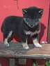 shiba-inu-con-pedigree-enci