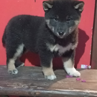 Shiba inu con pedigree enci