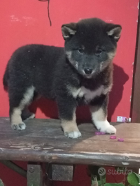 Shiba inu con pedigree enci