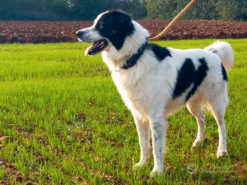 SIMBA mix pastore fiero e equilbrato