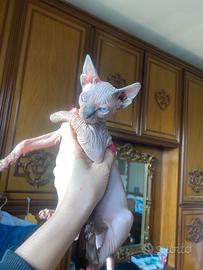 Gattina Sphynx