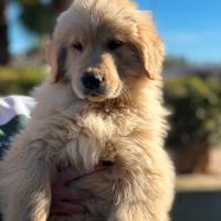 Cucciolo di golden retriever