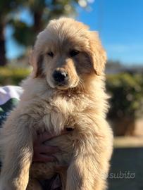 Cucciolo di golden retriever