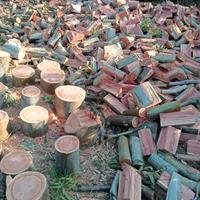 legna fresca eucalipto