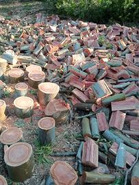 legna fresca eucalipto