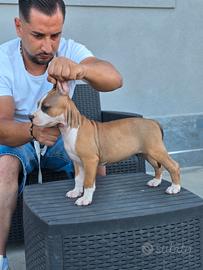 Pitbull Terrier ukc