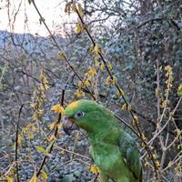 Amazzone allevata a mano