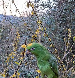 Amazzone allevata a mano