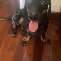 Bassotto maschio disponibile per accoppiamento