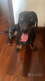 Bassotto maschio disponibile per accoppiamento