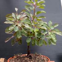 Cotino Pre Bonsai da seme (Cotinus coggygria)