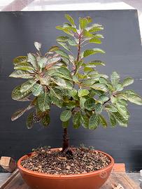 Cotino Pre Bonsai da seme (Cotinus coggygria)
