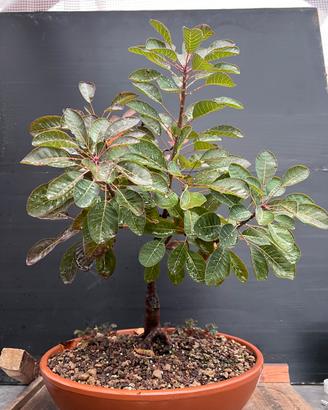 Cotino Pre Bonsai da seme (Cotinus coggygria)