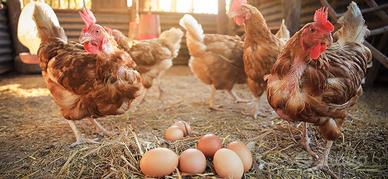 galline