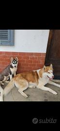 Siberian Husky per monta