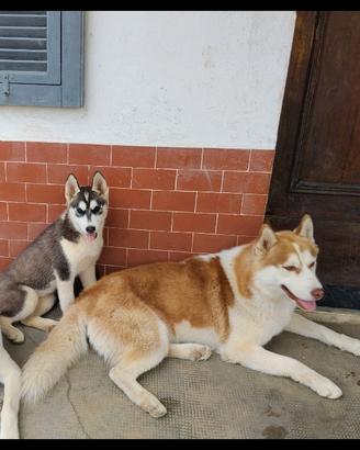Siberian Husky per monta