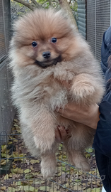 Spitz tedesco piccolo