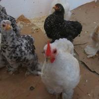 Cocincine nane di razza femmine