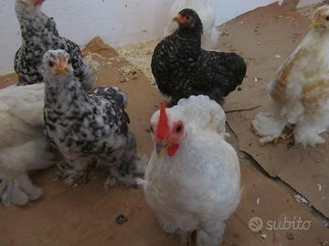 Cocincine nane di razza femmine