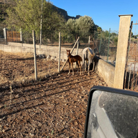 Cavalla araba + puledro