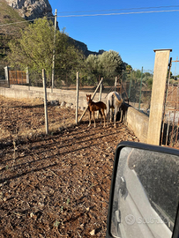 Cavalla araba + puledro