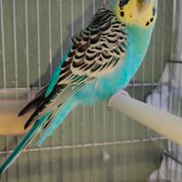 Cocorite pulli da imbecco