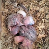 Pulli di inseparabili roseincollis