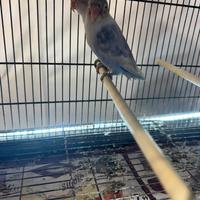 Fischer è una coppia